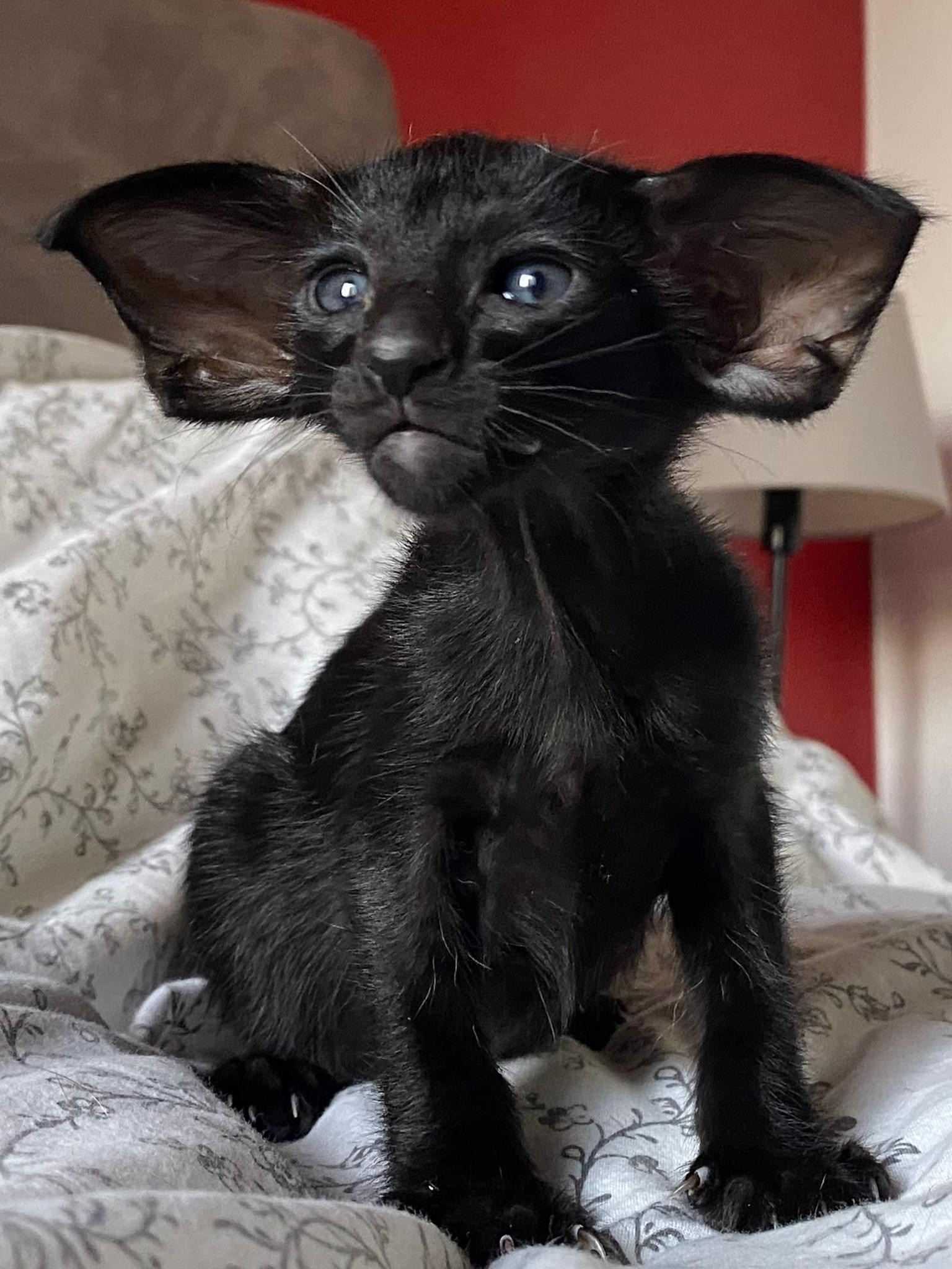 Oriental Express — Siamese e Orientale